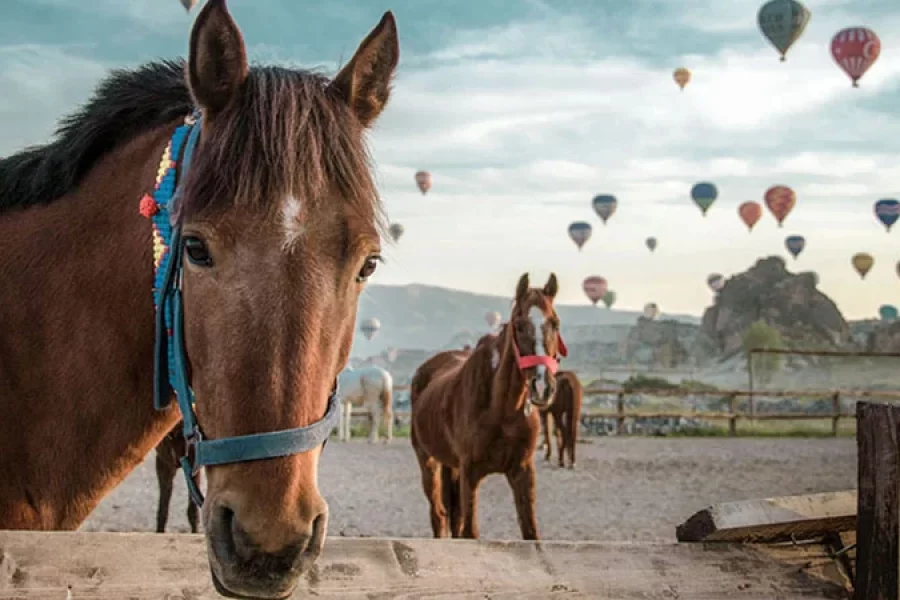 cappadocia horse riding